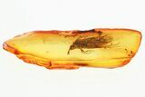 Detailed Fossil Caddisfly (Trichoptera) In Baltic Amber #357865-1